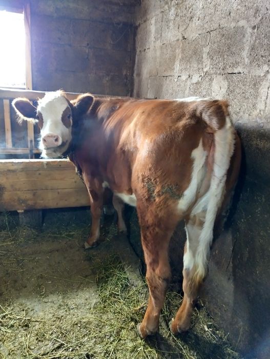 Vând junică de 1 an