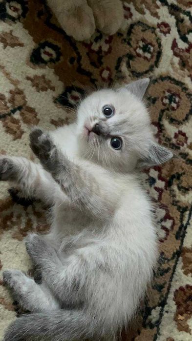 Маленькие котята