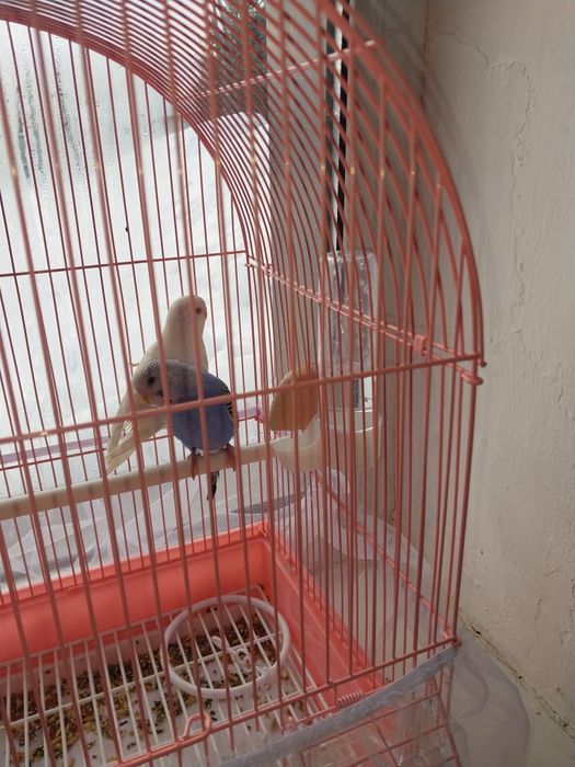 Волнистые попугай