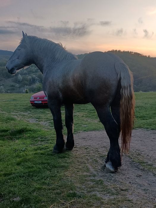 Vând mânz percheron 3 ani