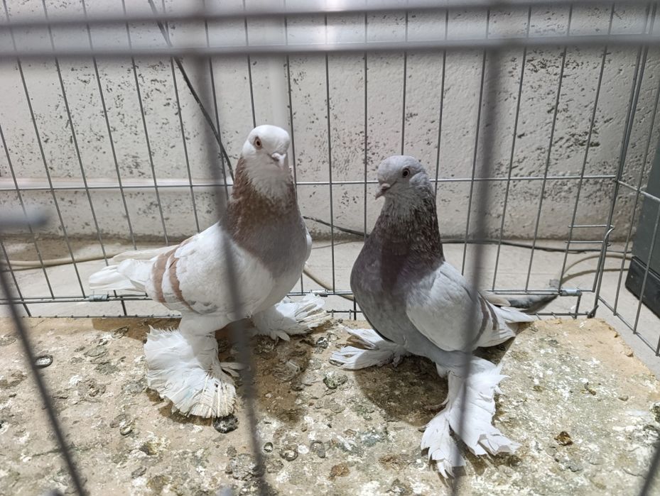 Голубей пара грибун