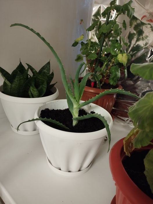 Продам алоэ. Разных размеров