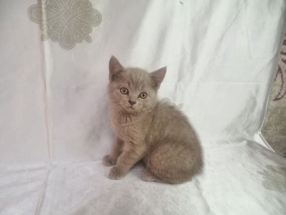 Котёнок Скотиш Страйт