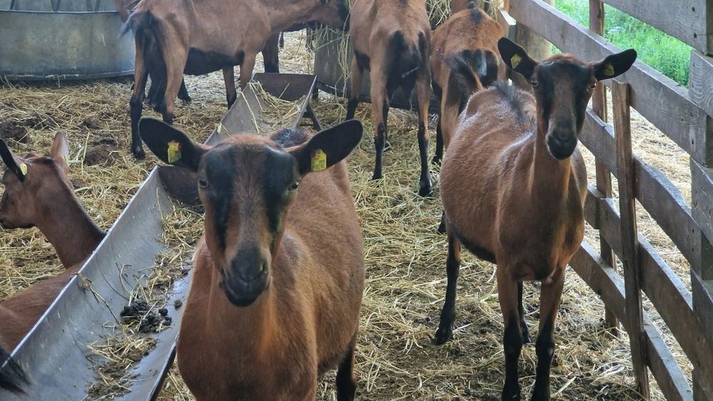 Capre alpine franceze cu pedigree oferta
