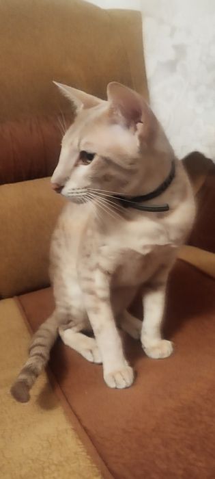 Продам кота  ориентала