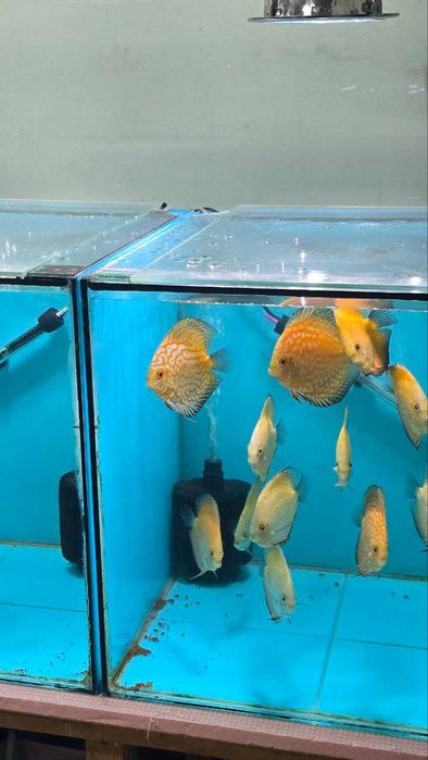 Аквариумные рыбки дискус