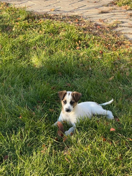 Отдам даром щенков.