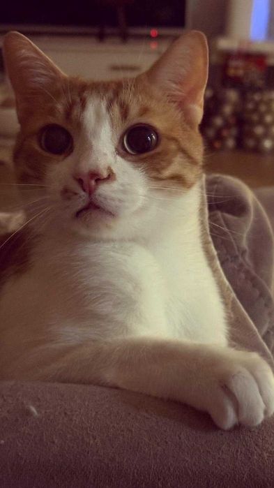 Подарявам Котка