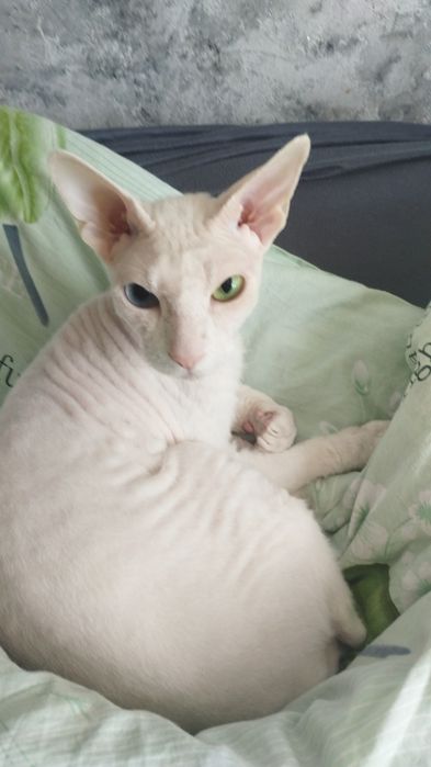 ПРОПАЛА КОШКА, район 4,3,6 мкр