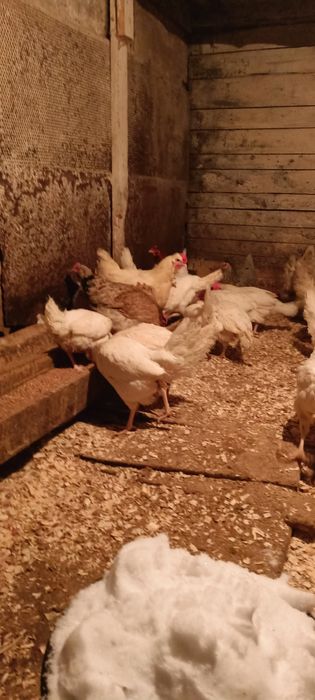 Куры поросята с доставкой