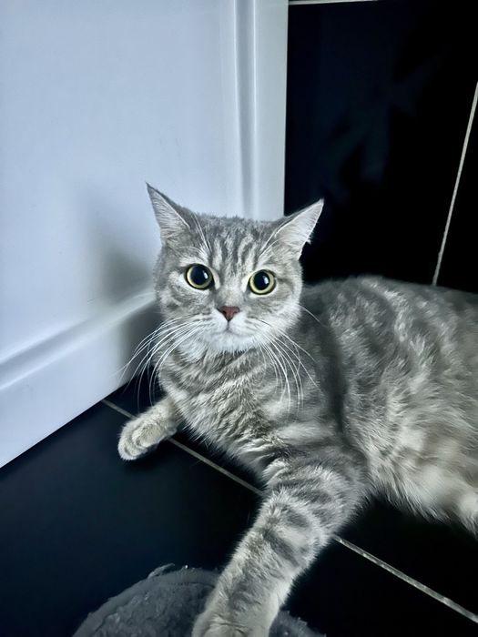 •Продается серебристая шиншила