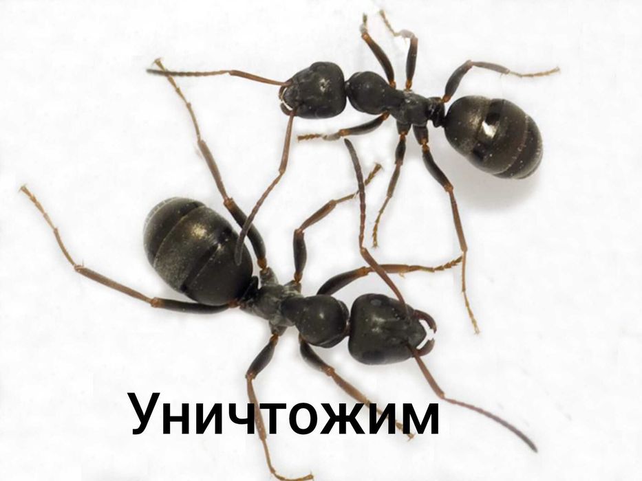Обработка от насекомых