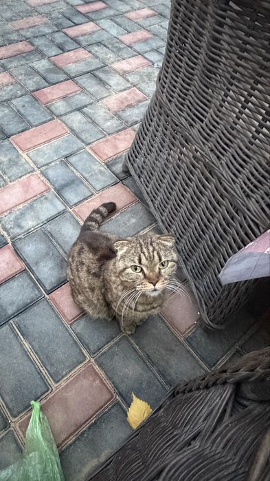 Британско шотландская кошка
