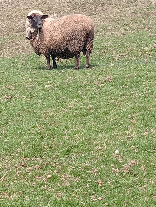 Cine dorește oi suffolk