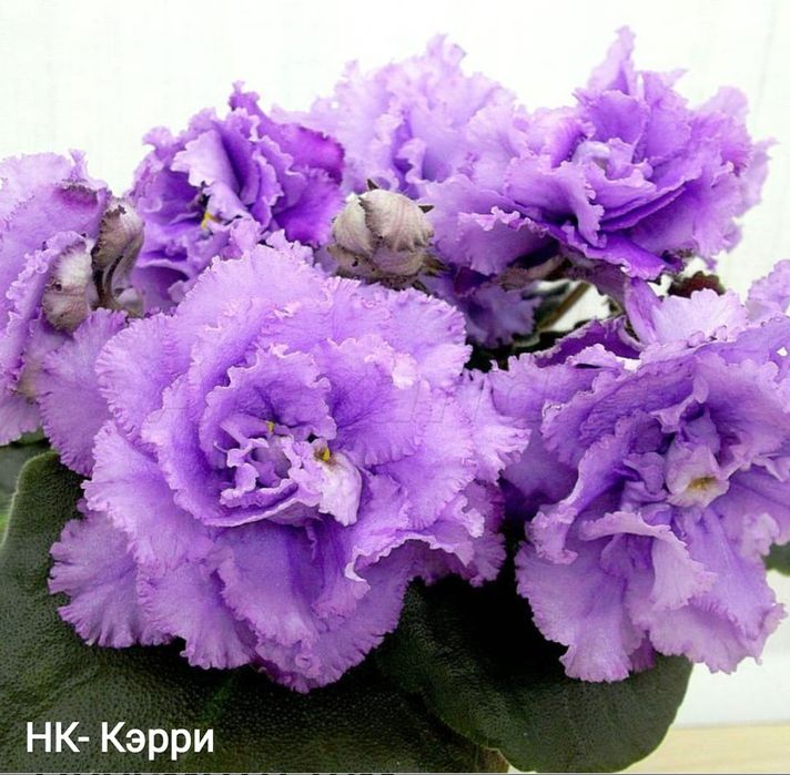 Фиалки распродажа