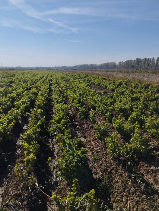 Uzum va Mevali kóchatlar bor sifatli sórtlariga garantiya bor