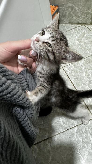 котенок девочка 2,5-3 месяца