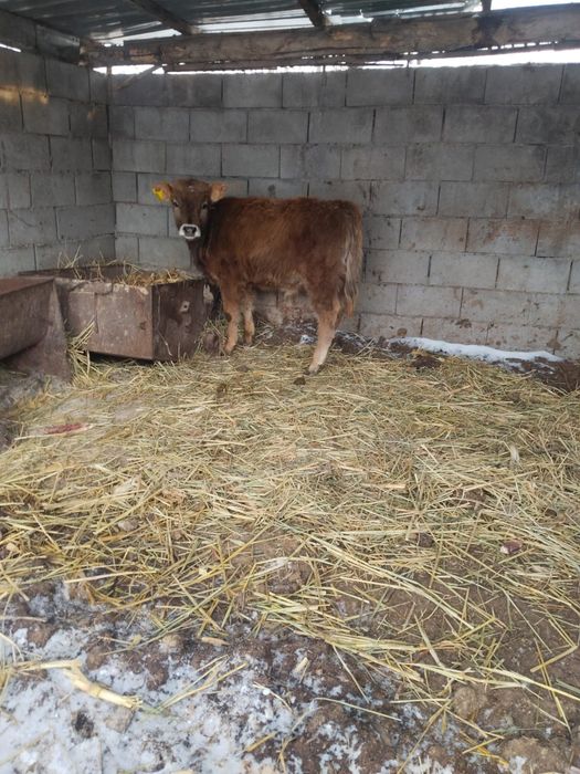 7-8айлық бұқа сатылады жақсы  пародада