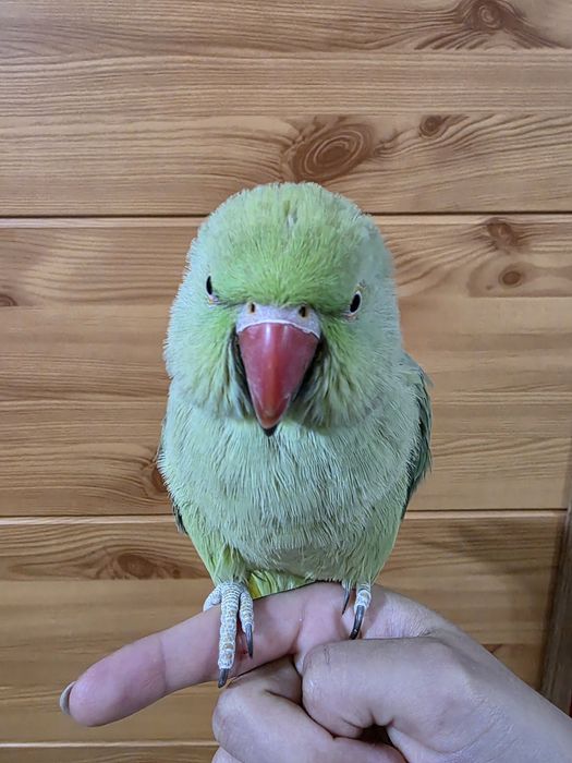 Ожереловые попугаи | Ojereloviy tòtilar para