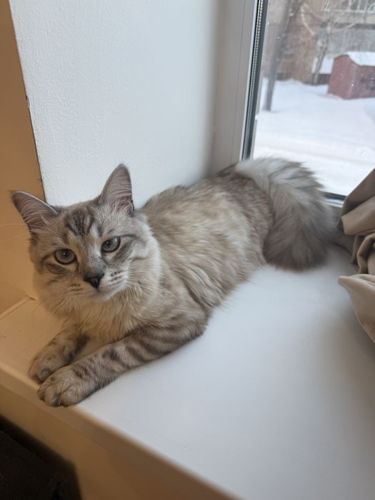 Отдам кота в добрые руки Город Уральск.