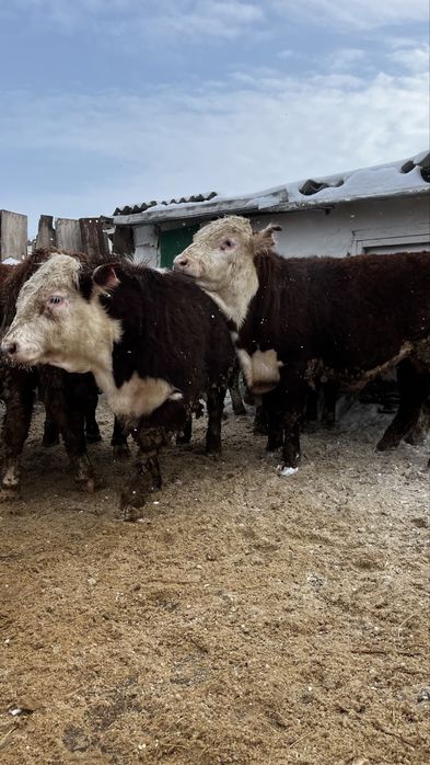 Бұқа  бык одборный бос откорм 23 бас