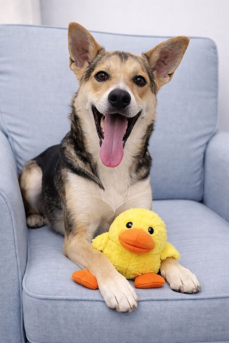 Принесет счастье в семью