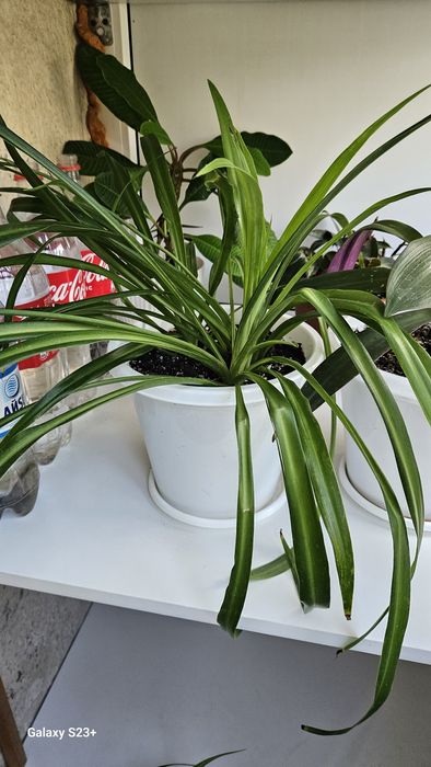 Камнатные растения