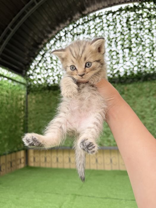 Шотландский кошки