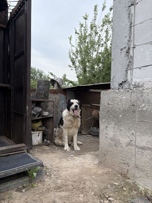 Алабай кабель срочно продам