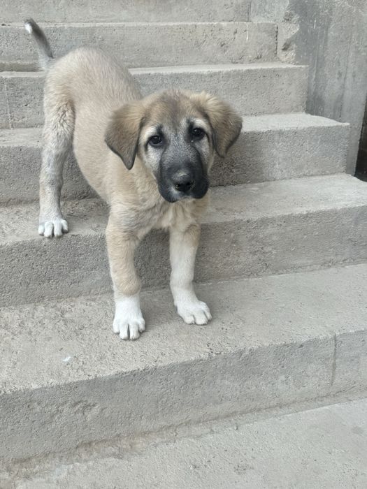 Продам собаку парода алабай it sotiladi zoti alabay