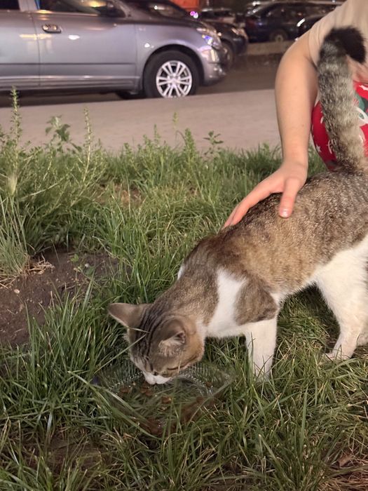 Ищу дом для котенка
