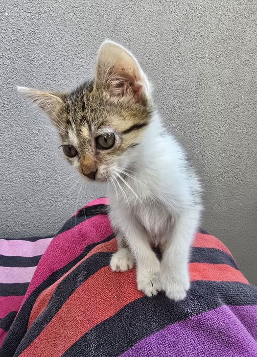 Подарявам женско коте