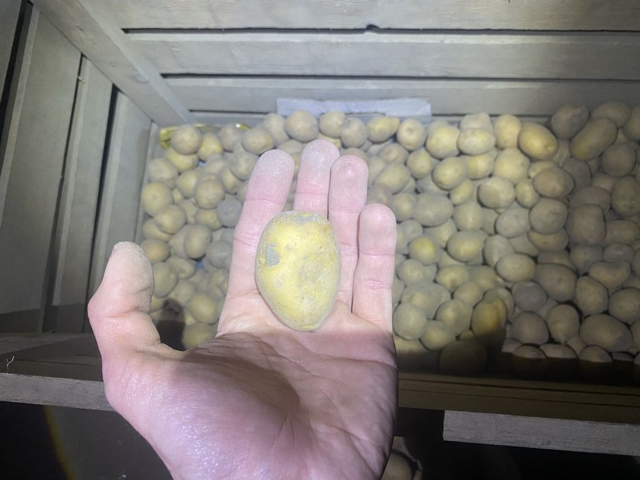 Домашняя кортошка