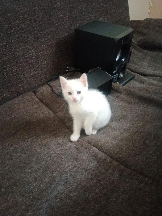 Котенок в хорошие руки!