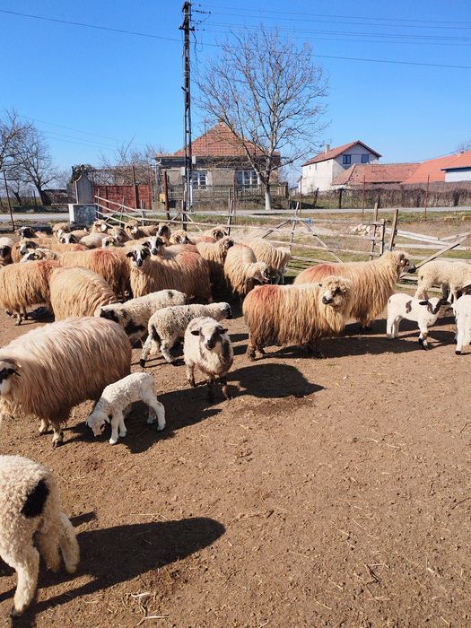 Oi tinere cu miel, de vanzare
