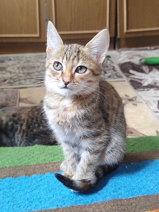 Отдаем котята в добрые руки
