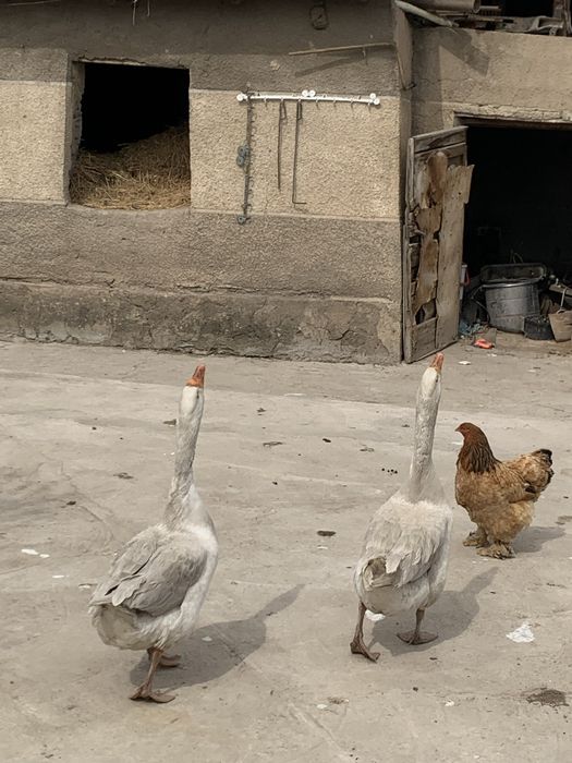 Гусь домашные.