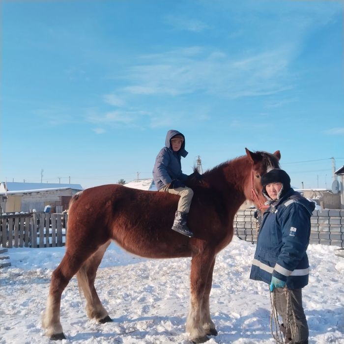 Продам Элитную кобылу Польская Сласка