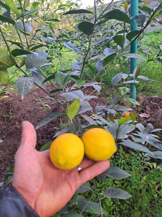 Лимон кучатлар 2.3.4.5 йиллик.