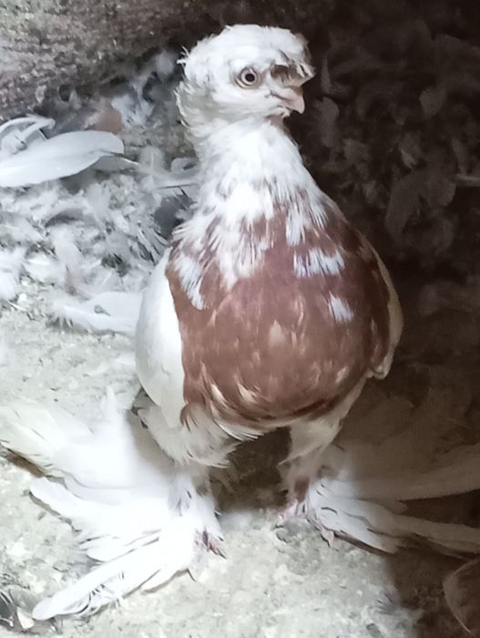 Голуби летные и декаративные