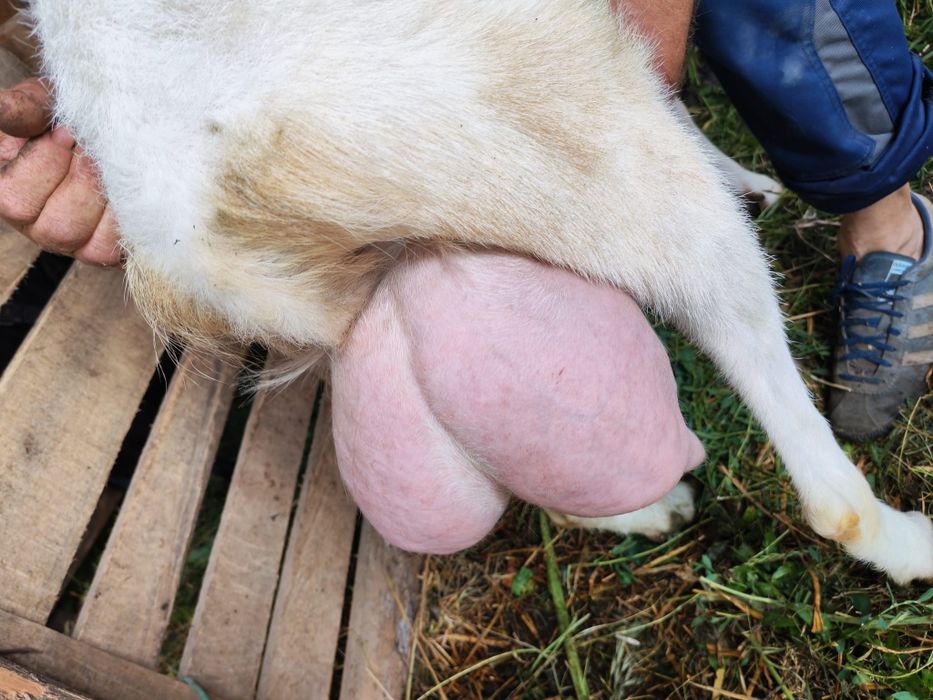 Vand 3 capre bune de lapte