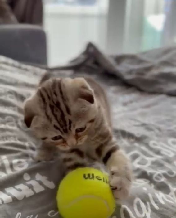 Чистокровные шикарные  котята  Скоттиш-фолд