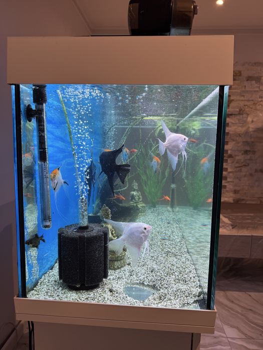 Acvariu 240L JUWEL cu stand si pesti