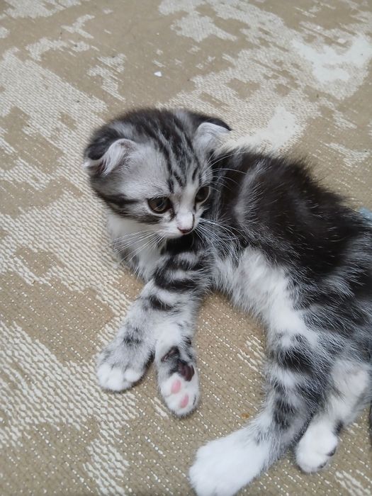 Шотландский вислоухи котята