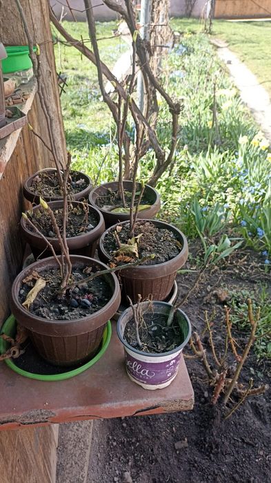 Smochini puieti aclimatizați frig