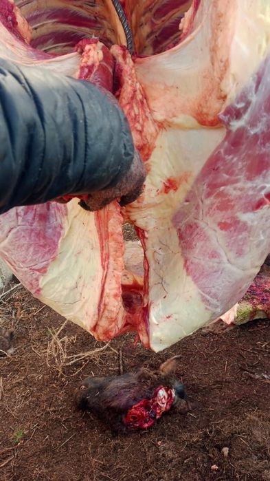 Жылқы еті соғым конина