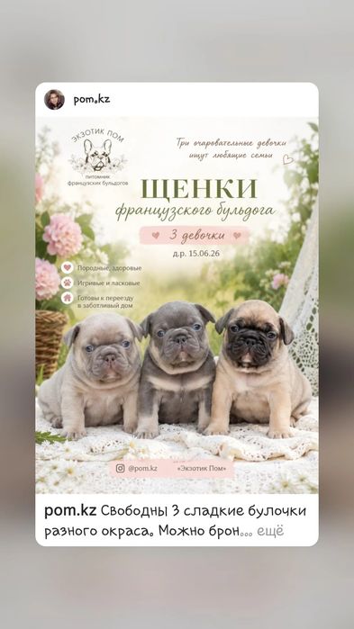 Щенки бульдога  в Алматы