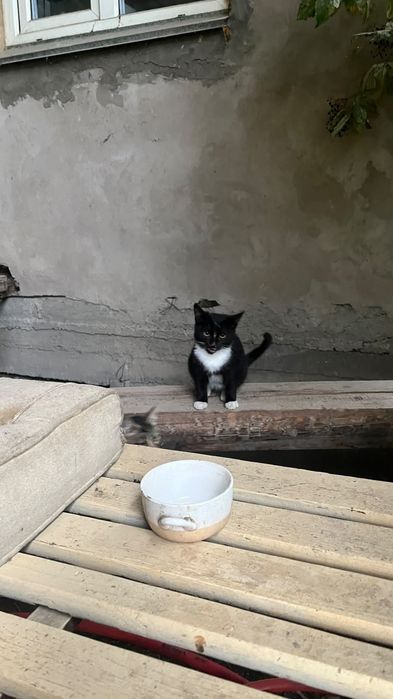 Отдам котят в добрые руки