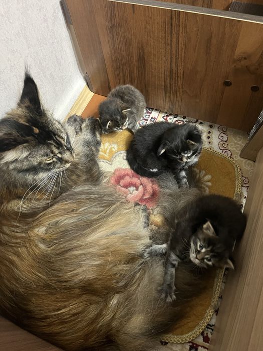 Продам котята Мейнкун