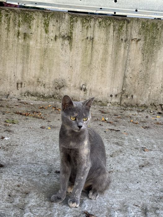 Adoptie motan Bucuresti-Ilfov